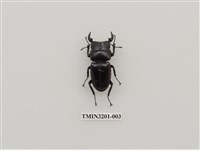 藏品(台灣大鍬形蟲)的圖片